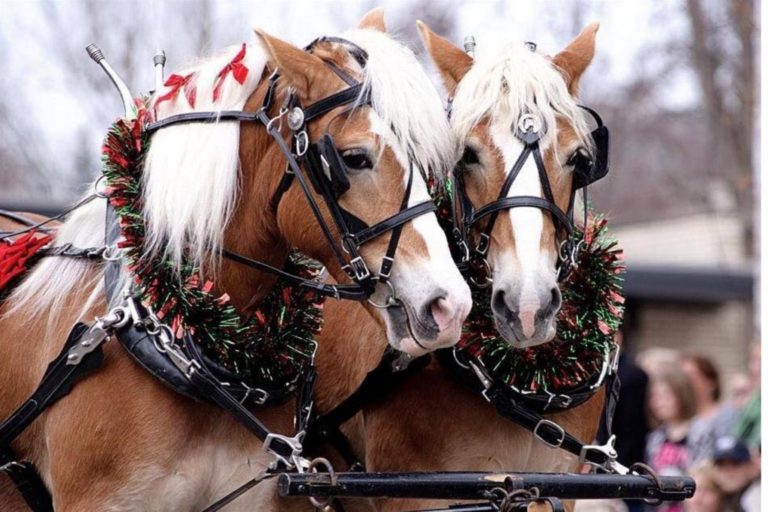 Downtown Piqua Holiday Horse Parade Mainstreet Piqua