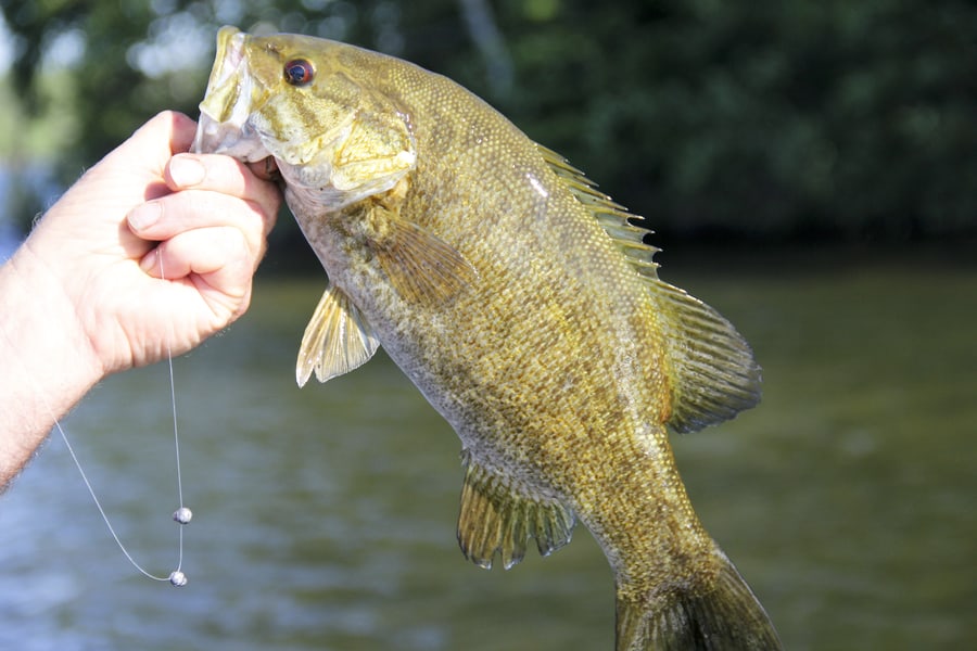 smallmouth bass fishing